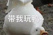 娱乐吃瓜鸭鸭鸭